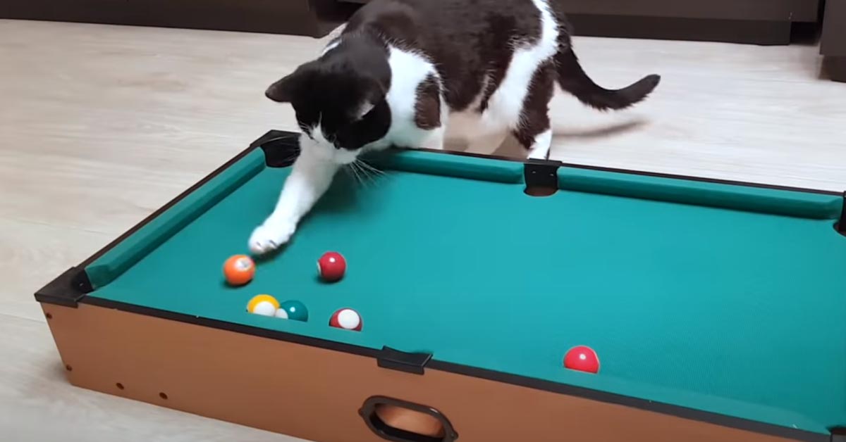 Il gattino sfida il suo proprietario in una partita di biliardo (video)