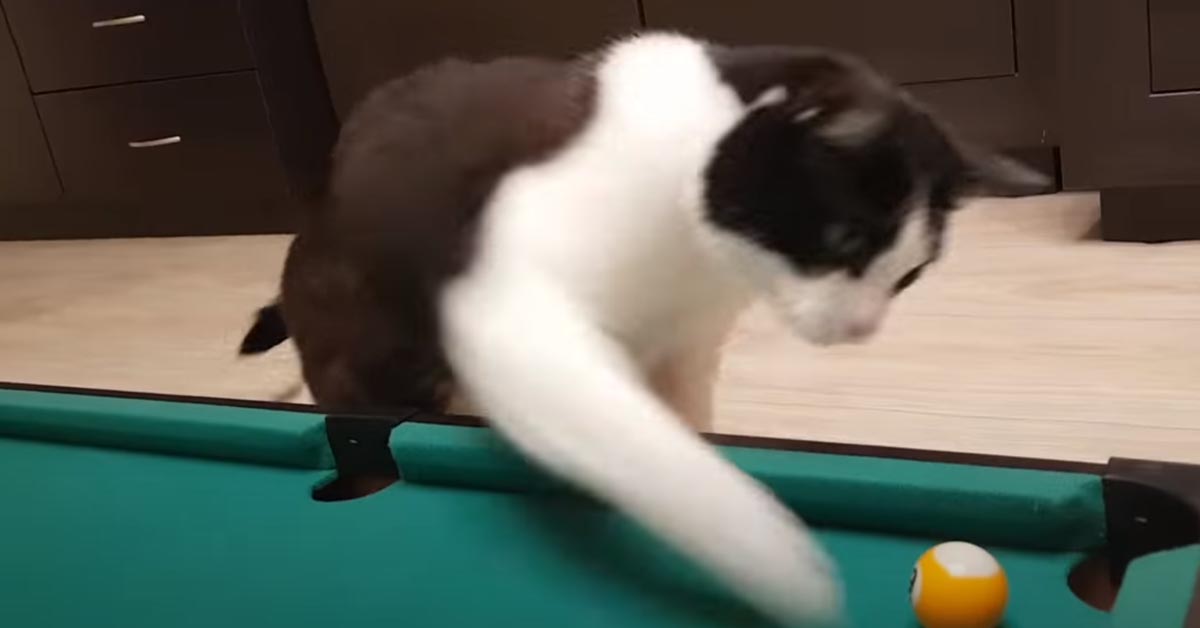 Gatto gioca a biliardo