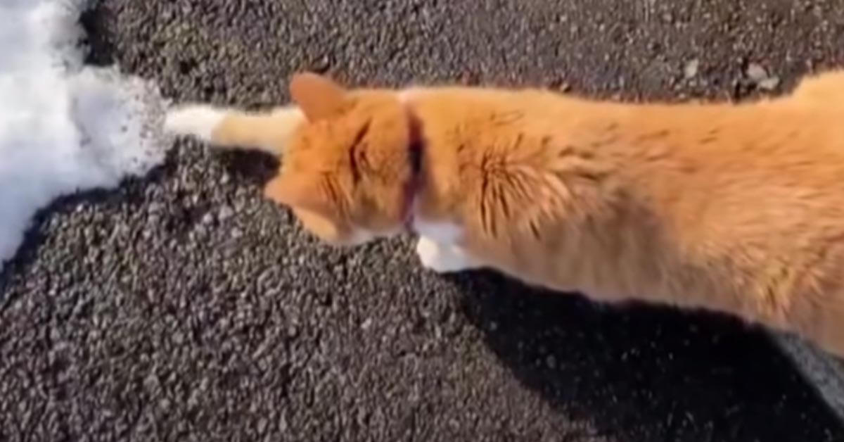 Il gattino tocca la neve per la prima volta in un mix di paura e curiosità (video)
