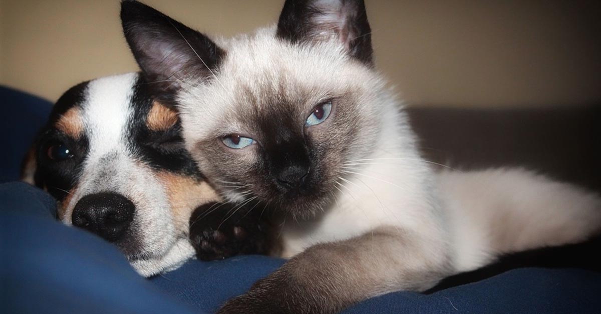 Il gattino va a salutare i cuccioli di cane appena nati e li riempie di baci (video)