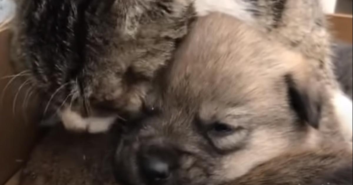 Gattino con dei cuccioli di cane