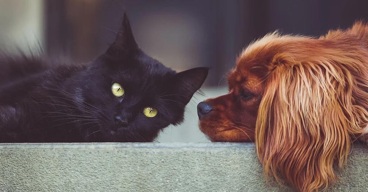 Il gattino vuole giocare con un cane che invece vorrebbe tanto dormire (video)
