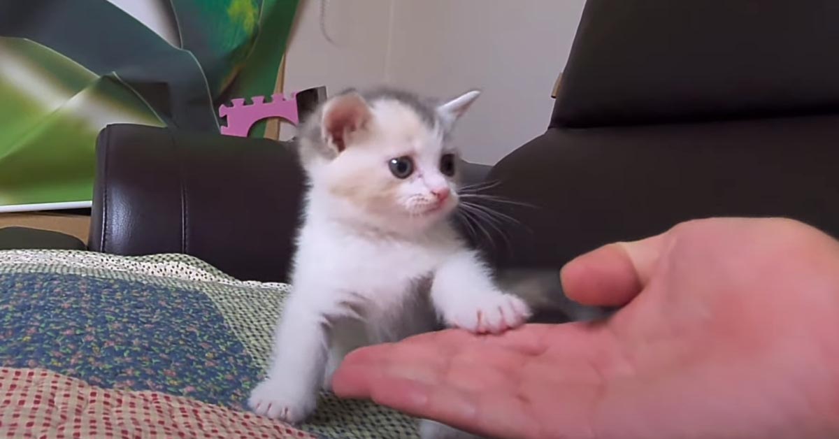 Il piccolo gattino adora battere il cinque con il suo proprietario (video)