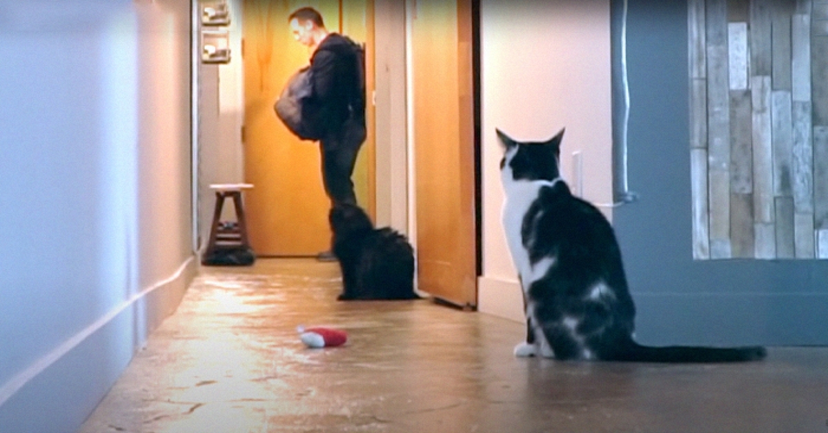 Kodi, il gattino che si dispera ogni volta che il suo padrone va a lavoro (VIDEO)