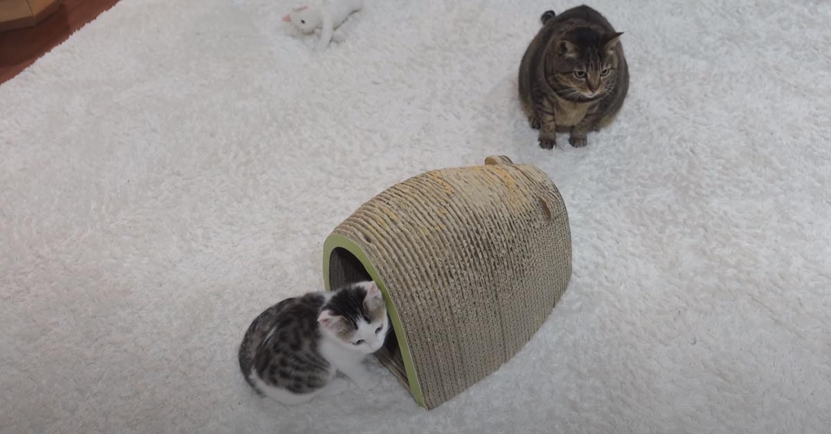 La gattina Miri vuole giocare con la sua sorellina Hana che non non sembra essere d’accordo (video)