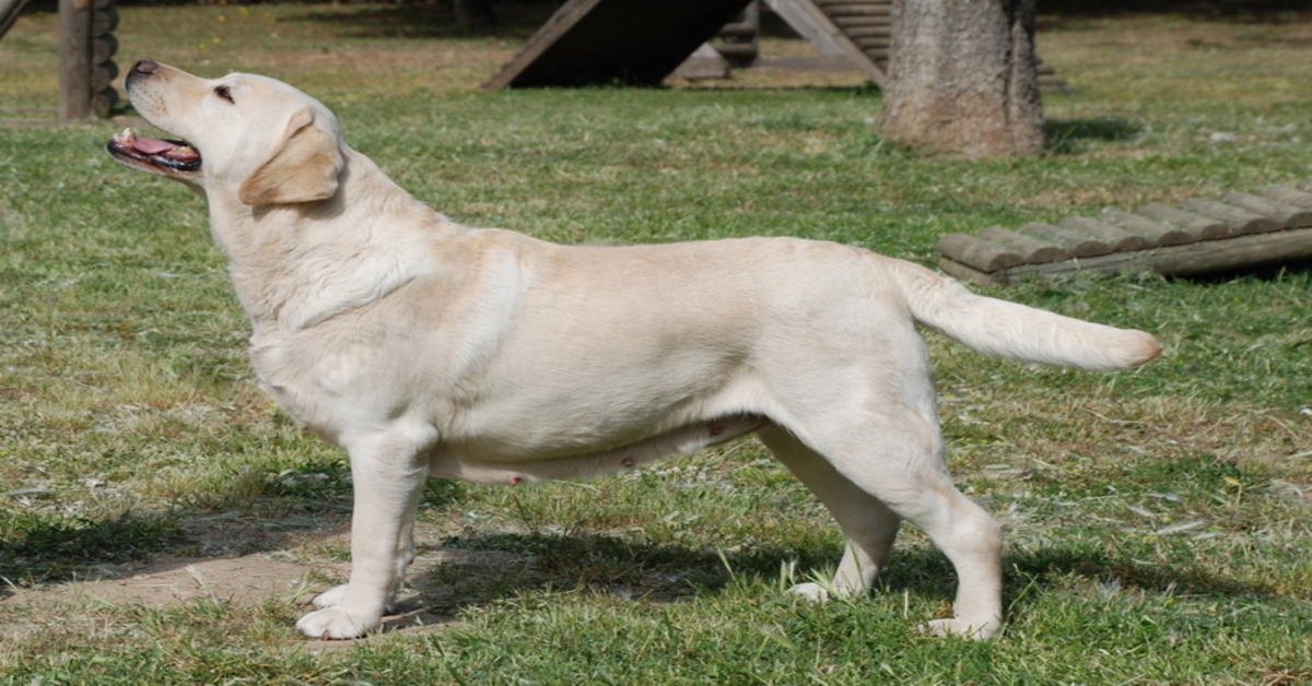 Gattina cuccioli Labrador video