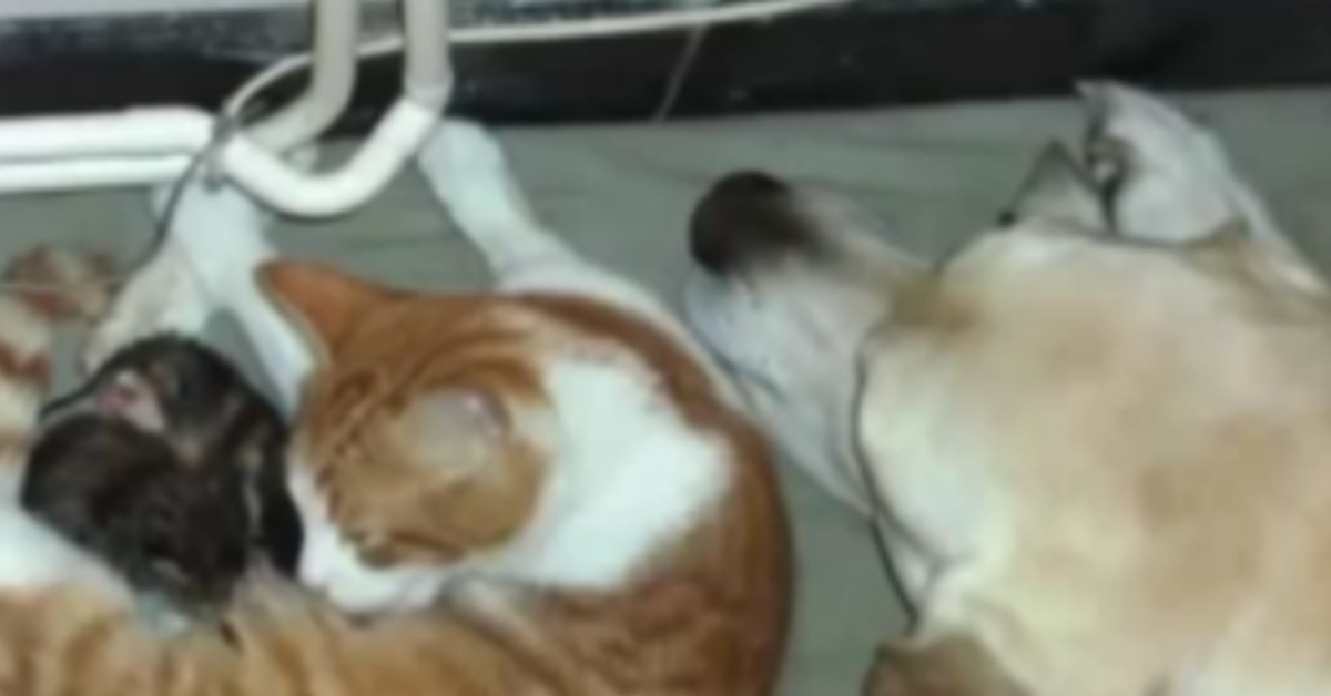 Gattina cuccioli Labrador video