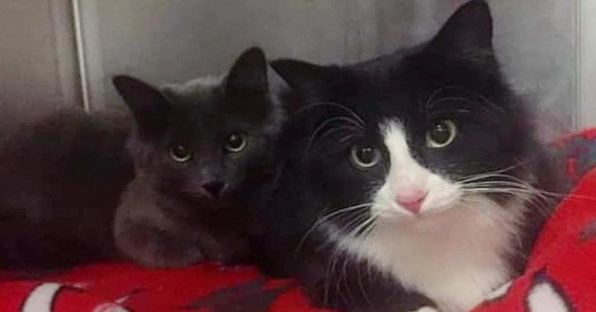 La storia a lieto fine di Keisha e Freya, due gattine sorelle che hanno trovato la felicità (VIDEO)