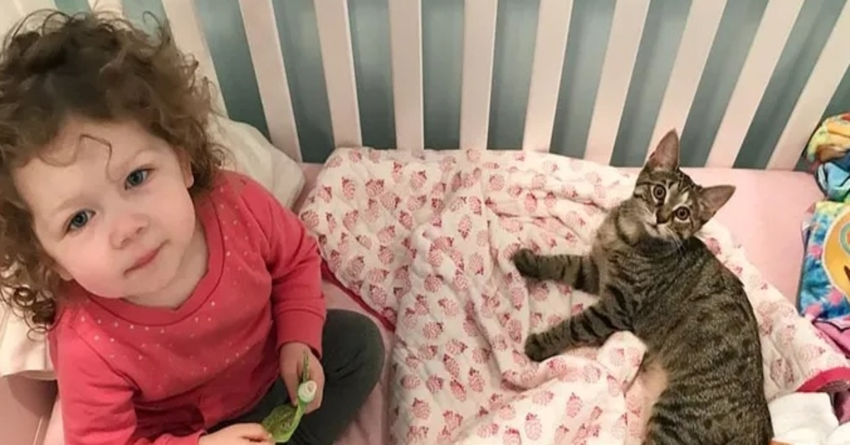 gattino soriano Joy video