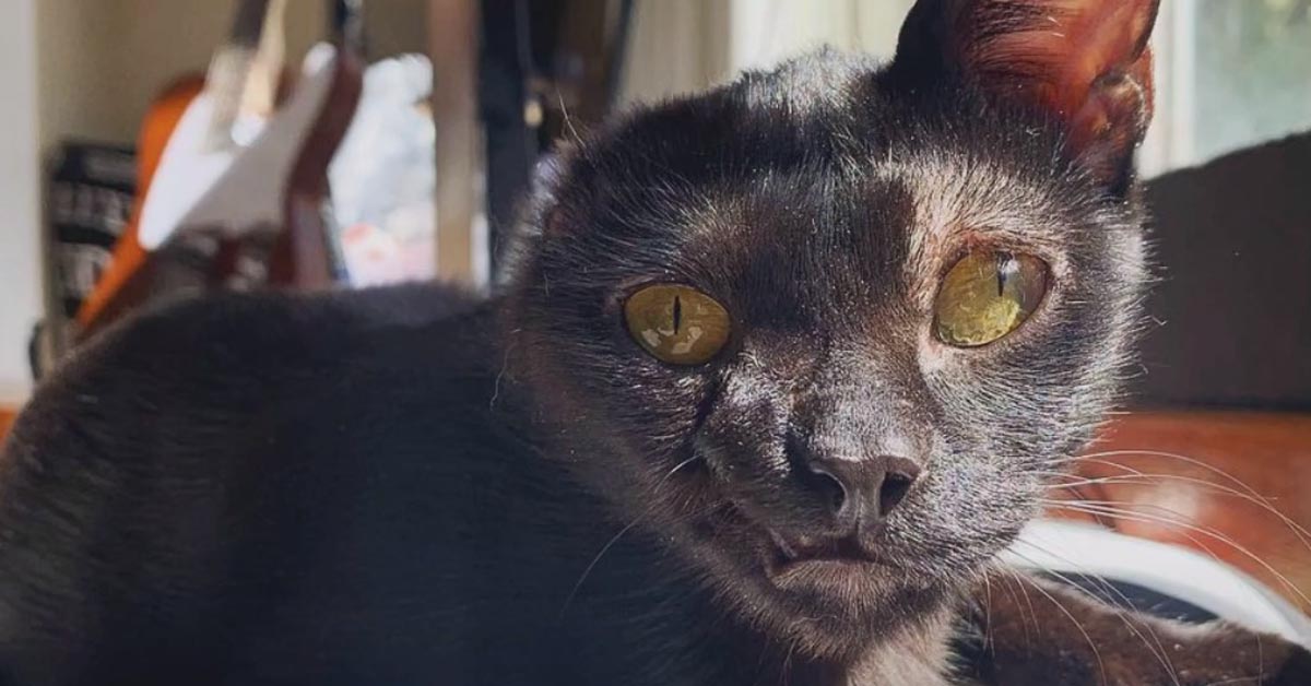 La storia di Effy, il gattino sopravvissuto ad una brutta avventura che oggi è finalmente felice (video)