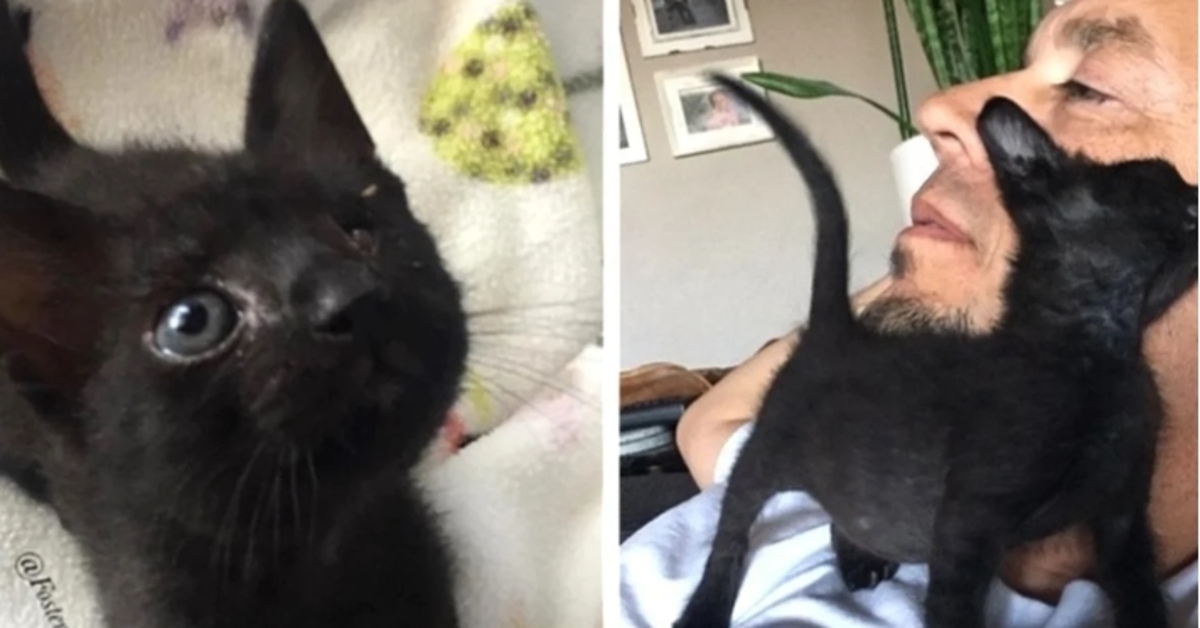 La storia di Gus, un gattino che ha superato tante difficoltà (VIDEO)