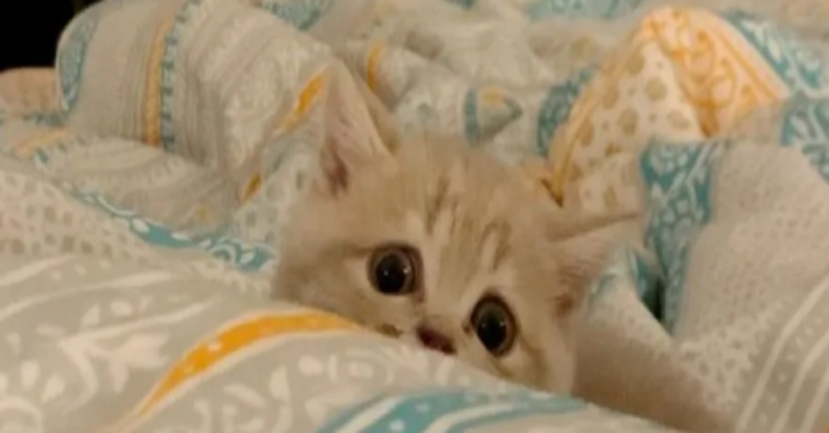 La storia di Mia, la gattina caratterizzata da due grandi e particolari occhi ambrati (VIDEO)