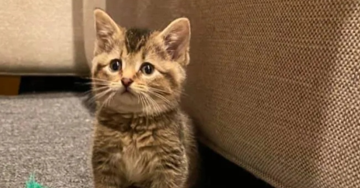Lisa, la gattina soriano nata con una grave sindrome, scopre finalmente la felicità (VIDEO)