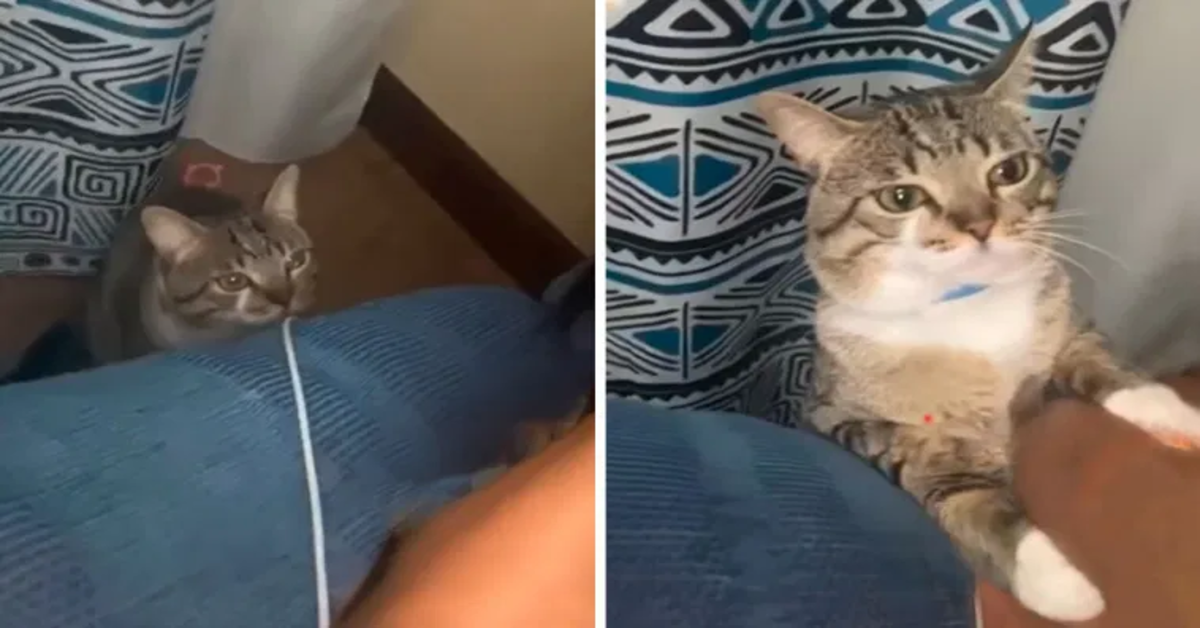 gatto guarda arrabbiato la padrona sul letto