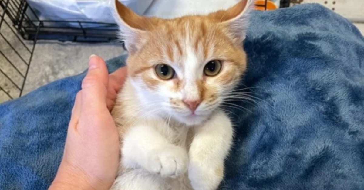 Pumpkin, il gattino soriano che ha cambiato vita grazie a un’amicizia speciale (VIDEO)