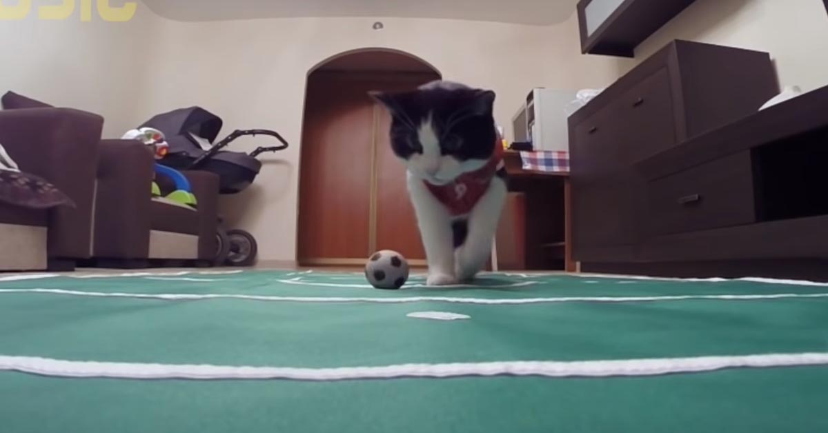 Gatto calciatore