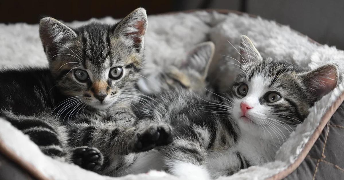Questi adorabili gattini vanno matti per il loro lettino su misura (video)