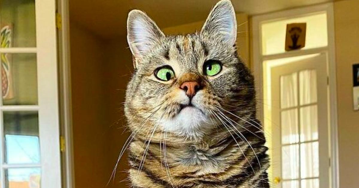 Questo gattino con gli occhi storti si chiama Crazy Eyes Olive ed è la nuova star del web (video)