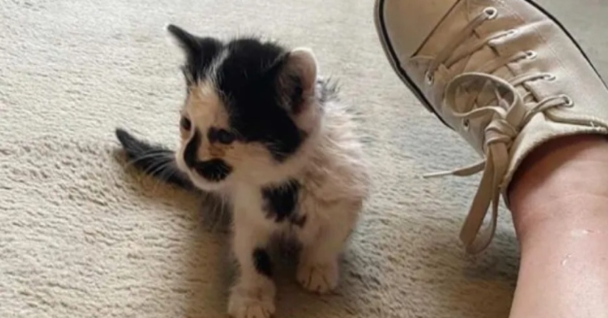 Riley, la gattina che ha voltato pagina con la sua nuova e amorevole famiglia (VIDEO)