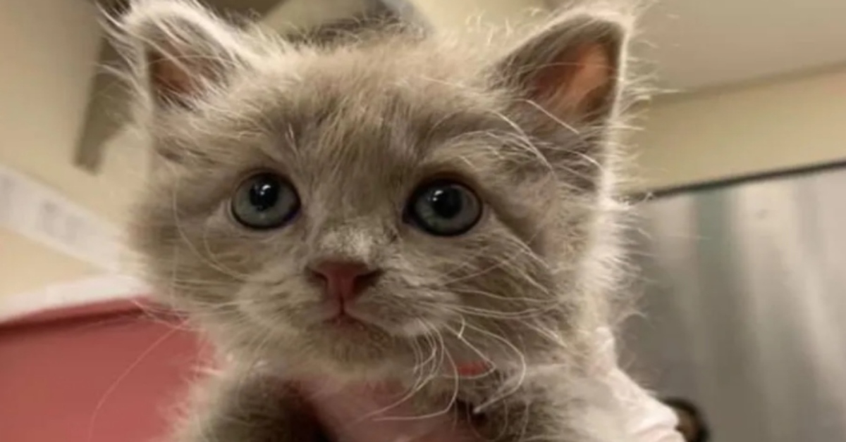 Roz, la gattina tutto pepe che ha trovato una famiglia e un nuovo amico (VIDEO)
