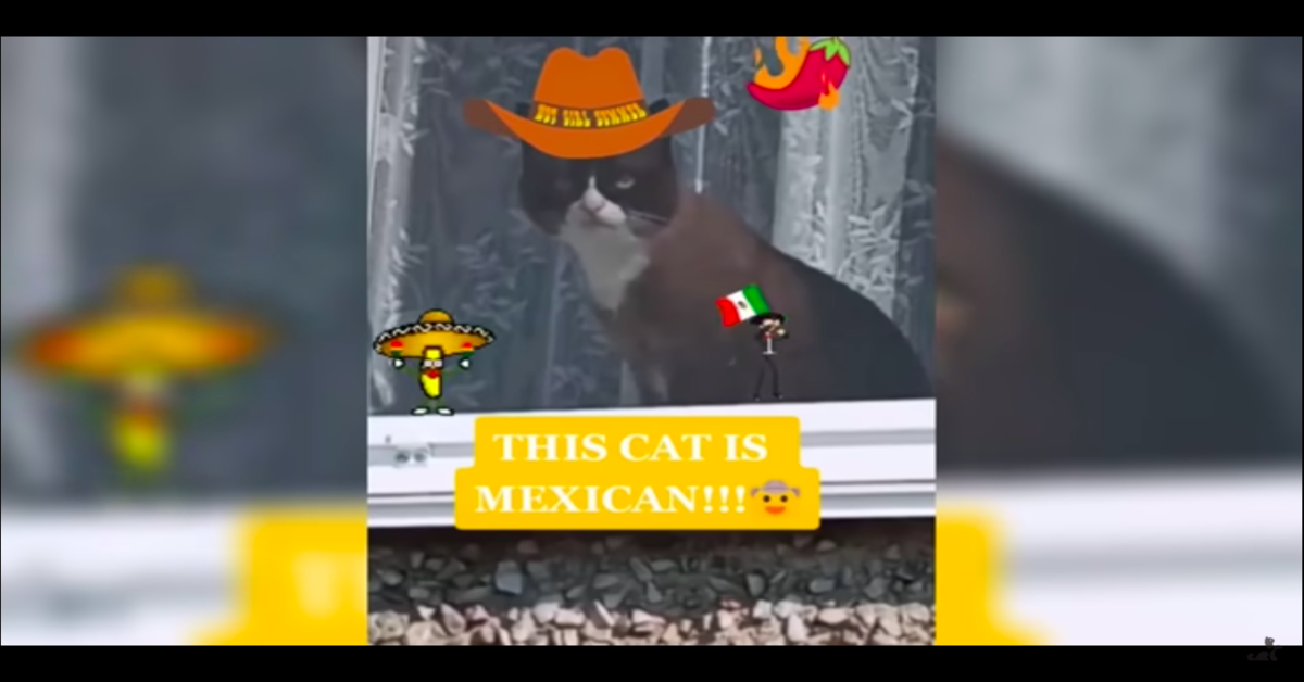 gatto con bandiera messicana