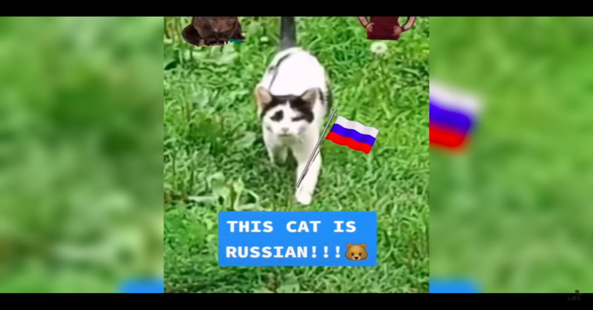 gatto con bandiera russa