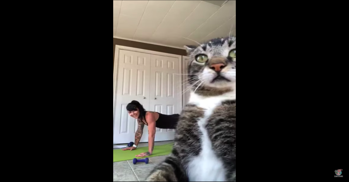Un gattino si impadronisce della telecamera mentre la padrona fa Yoga (VIDEO)