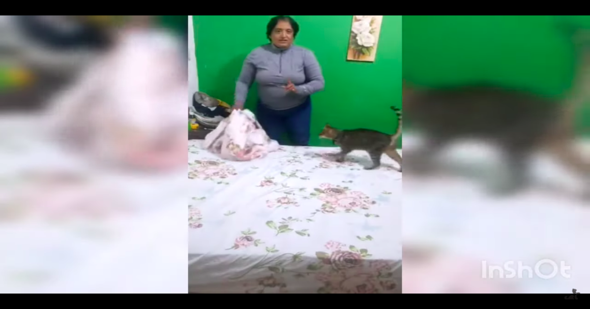 donna non riesce a rifare il letto per colpa del gatto