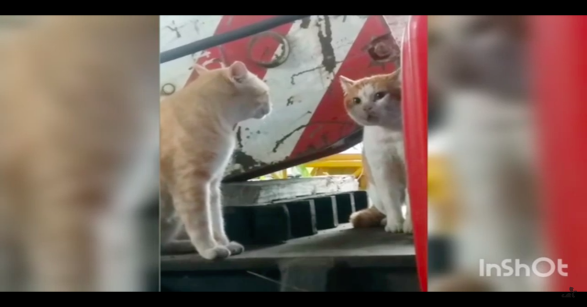 Il comico video del gattino che resta allibito al vedere che il suo “riflesso” è in realtà un altro gatto molto somigliante a lui (VIDEO)
