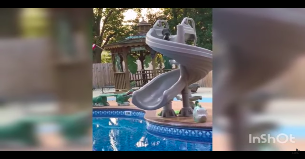 gatto sullo scivolo della piscina