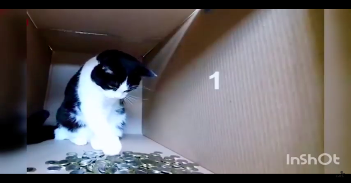 gatto nella scatola conta monete