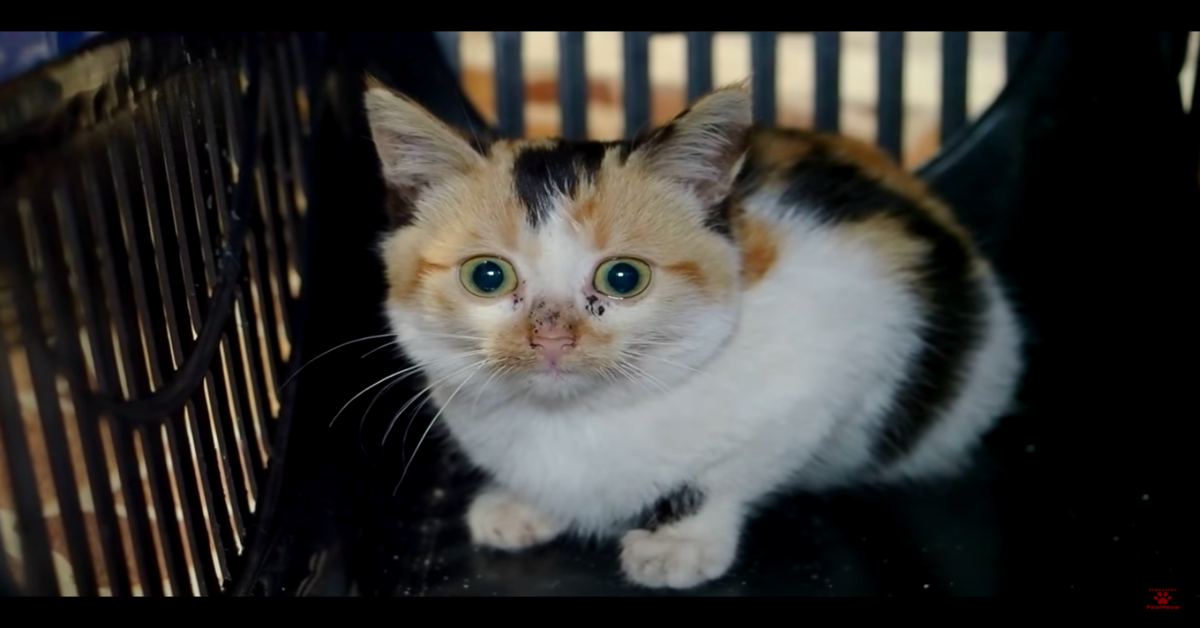 Una tenera gattina si prende cura del suo fratellino cieco  (VIDEO)