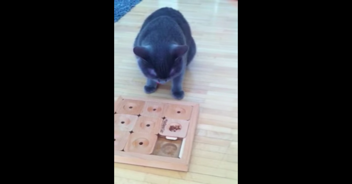 gatto davanti al sudoku di legno