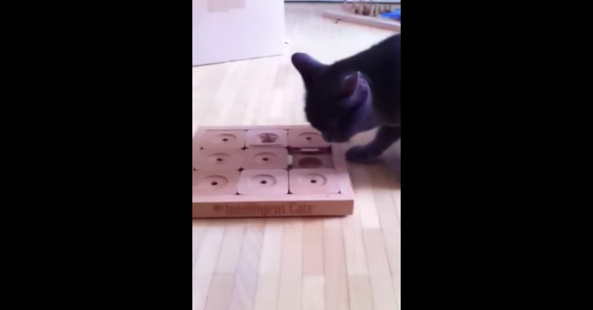 gatto con sudoku di legno