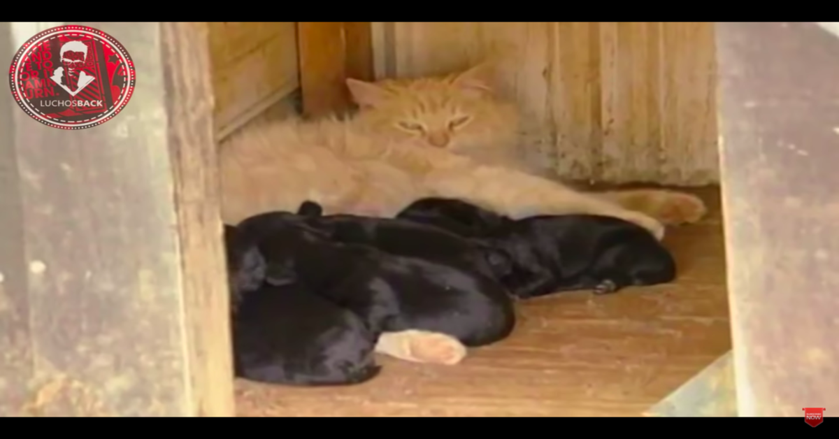Miss Kitty: la gattina che per superare il dolore di aver perso i suoi figli, ha rubato dei cuccioli di cane (VIDEO)