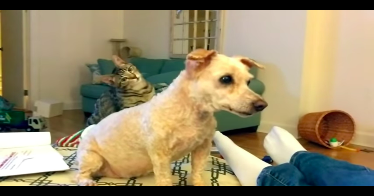 Un gattino resta scioccato al vedere il nuovo look del suo amico barboncino appena uscito dalla toelettatura (VIDEO)