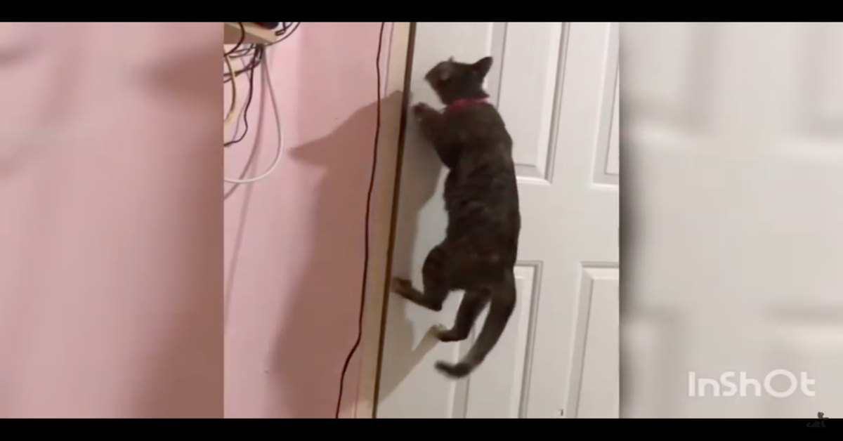 Un gattino viene scoperto mentre cerca di scappare da casa grazie a una telecamera di sicurezza (VIDEO)