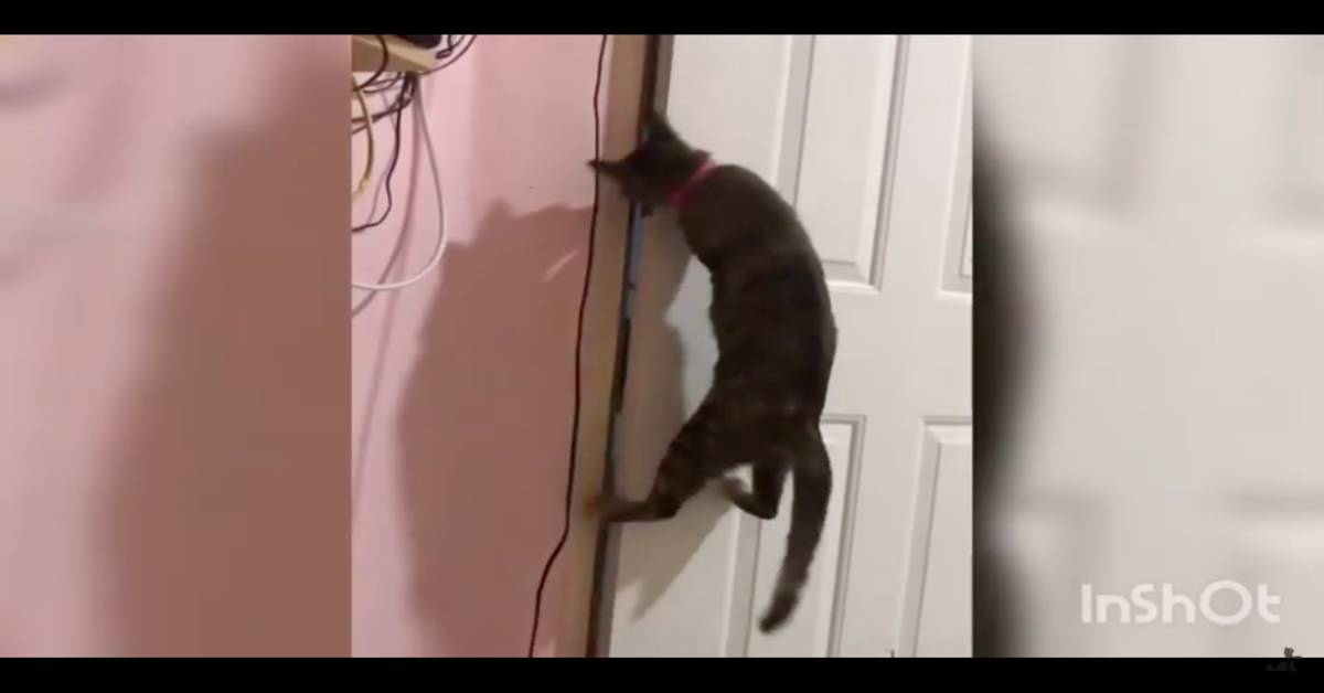 gattino cerca di aprire la porta per scappare