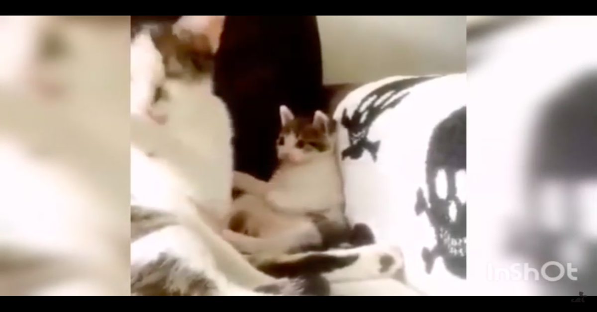 gattino imita la mamma che si lecca 