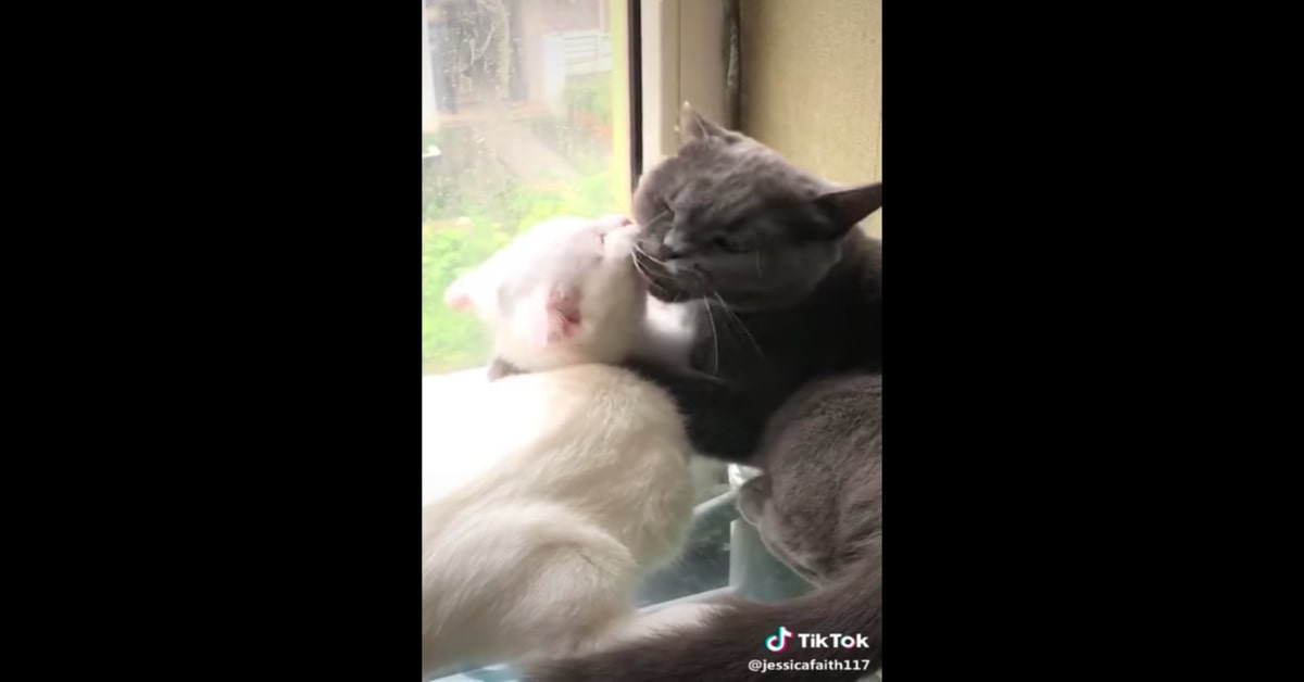 gatti si baciano davanti alla finestra