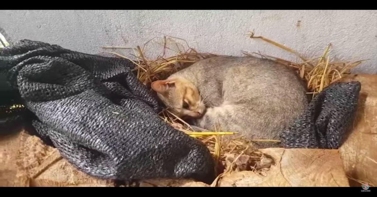 gatto si crede una gallina e cova le uova