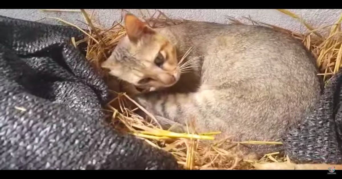 Un adorabile gattino cova le uova di una gallina come se fossero sue (VIDEO)