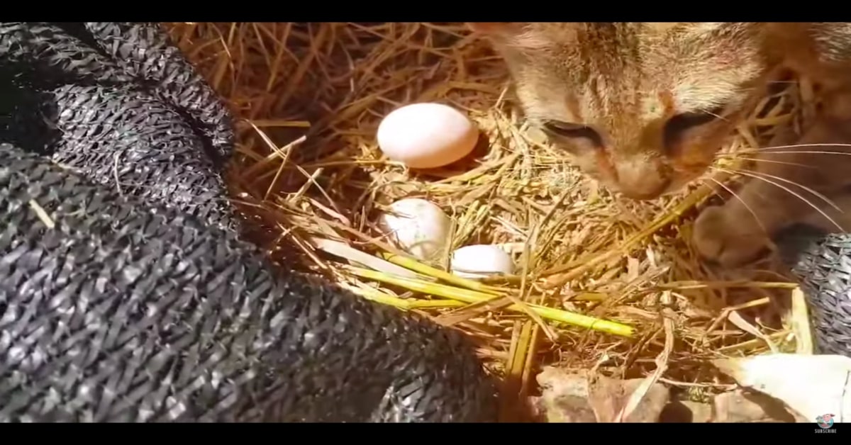 gatto chioccia con le uova