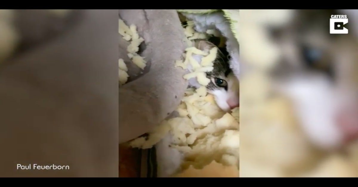 gatto si nasconde dentro un materasso