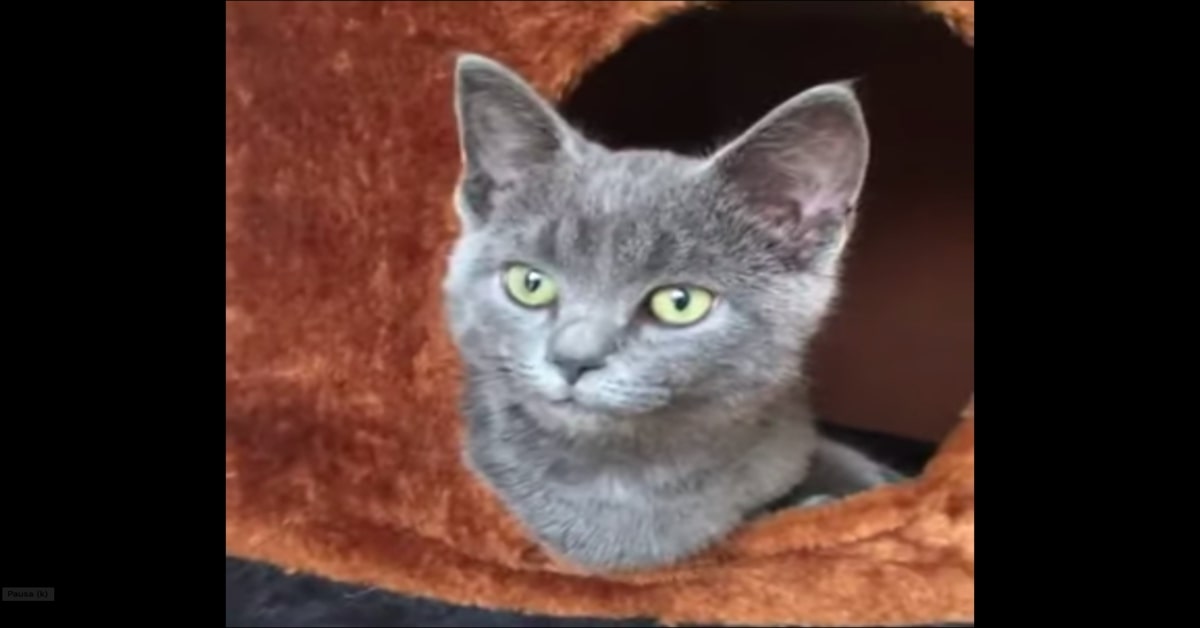 Oreo, una gattina randagia rifiutata dagli altri gatti, si fa adottare da una famiglia (VIDEO)