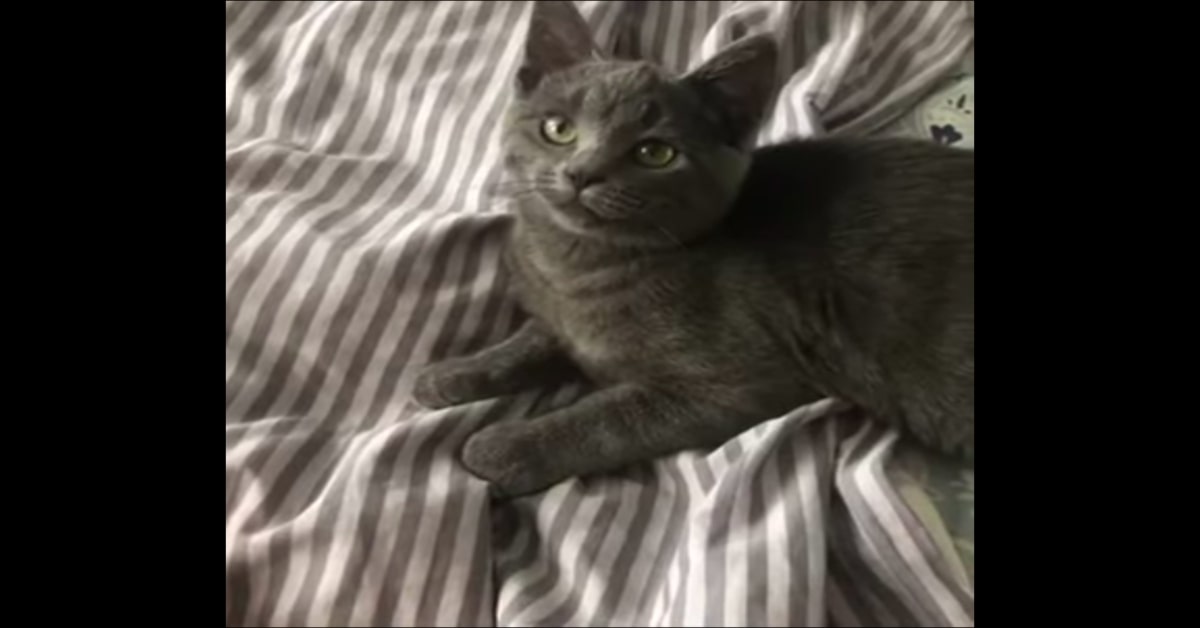 gattina Oreo sul divano