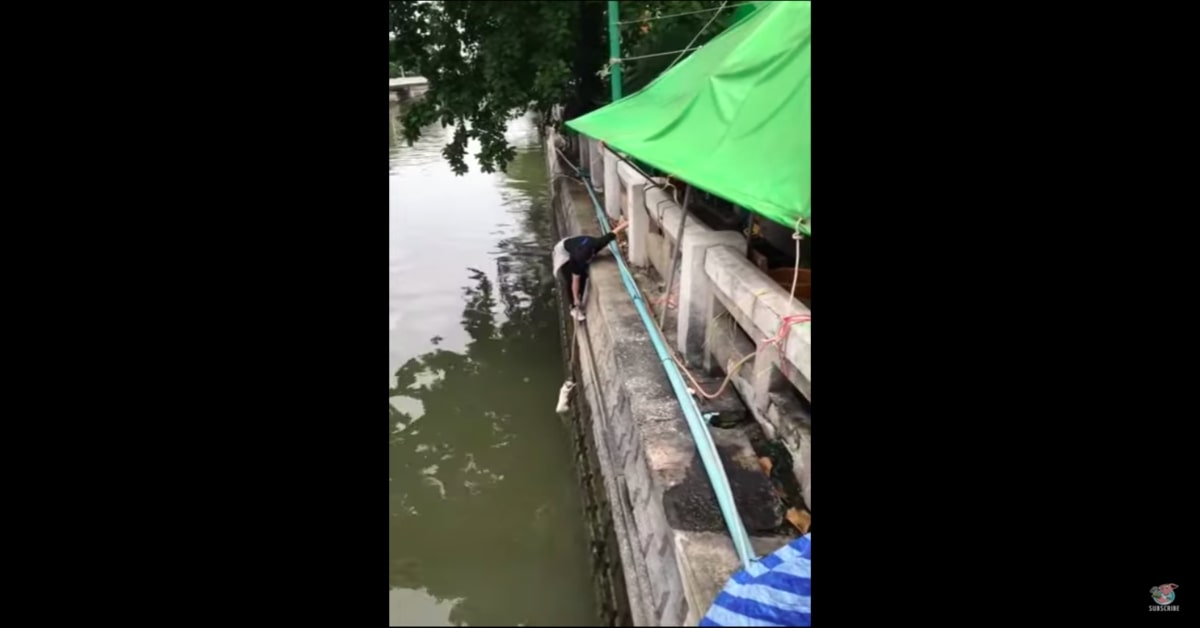 giovane salva un gatto rischiando la vita