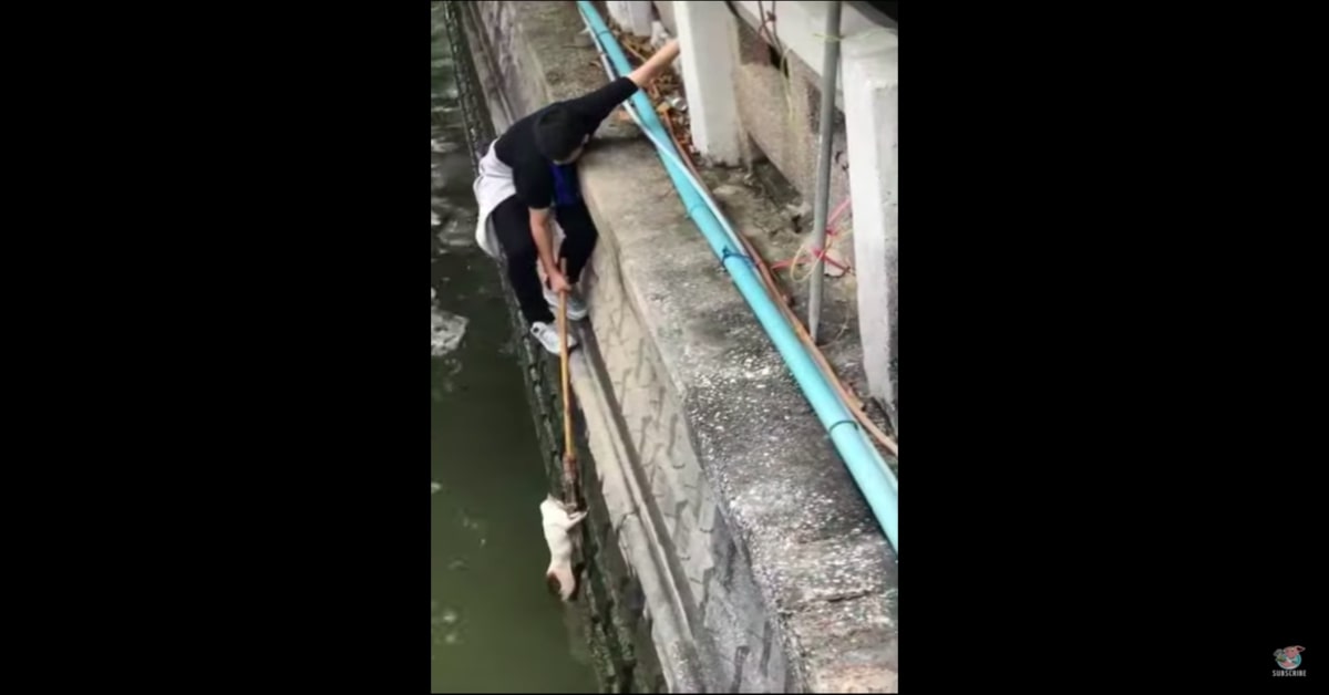 salvataggio di un gatto che sta per cadere nel fiume