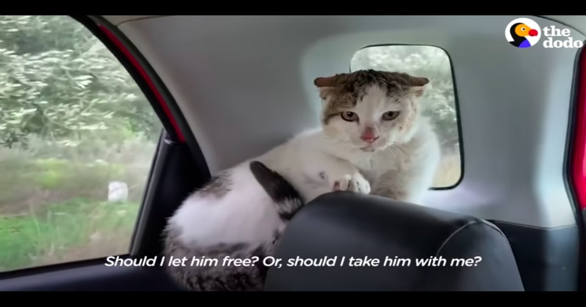 gatto in macchina aggressivo