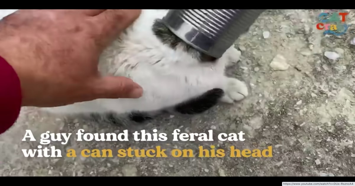 gatto con testa dentro lattina